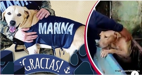 Hund vor der Flut gerettet und von der Marine adoptiert: Noch nicht benannt, aber offiziell zur Truppe akzeptiert